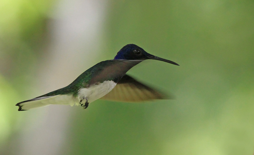 Ehite Necked Jacobin