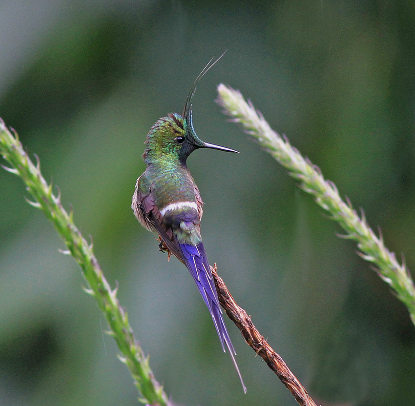 Wire Crested Thorntail 