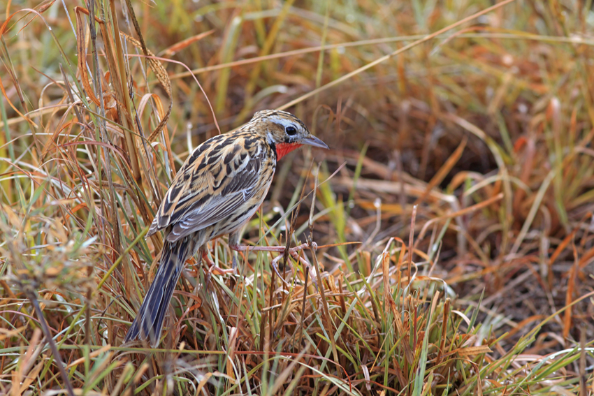 Rosy breasted Longclaw 