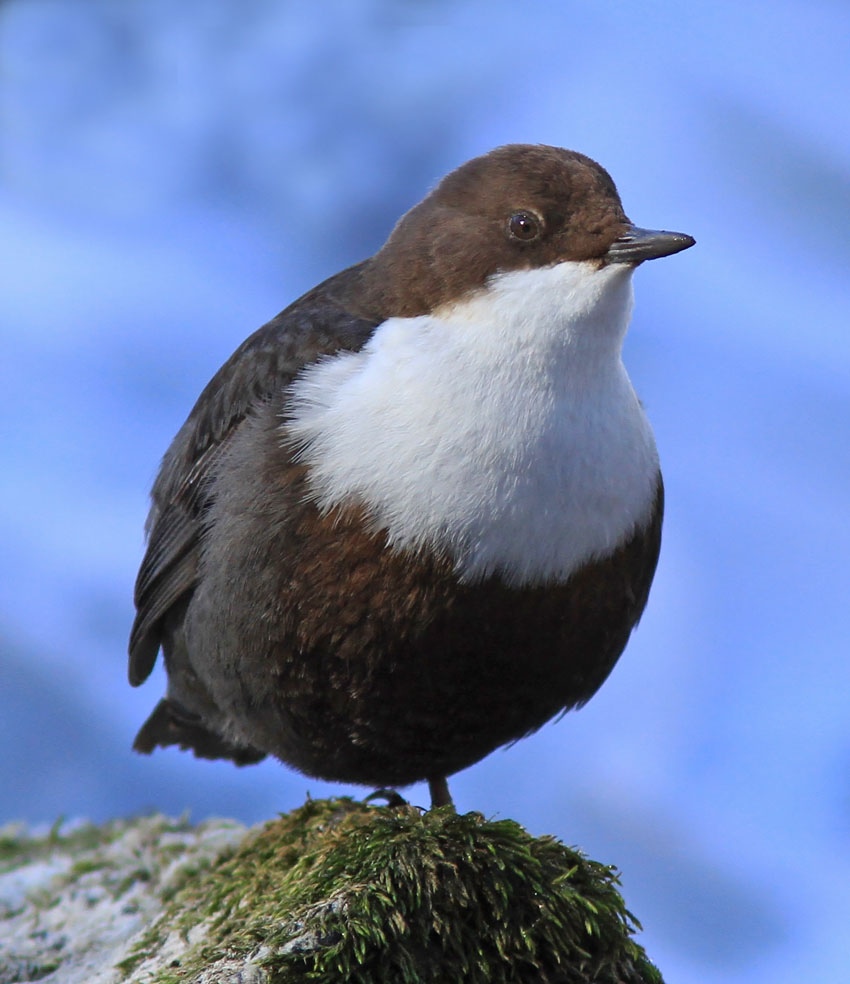 Strmstare Dipper