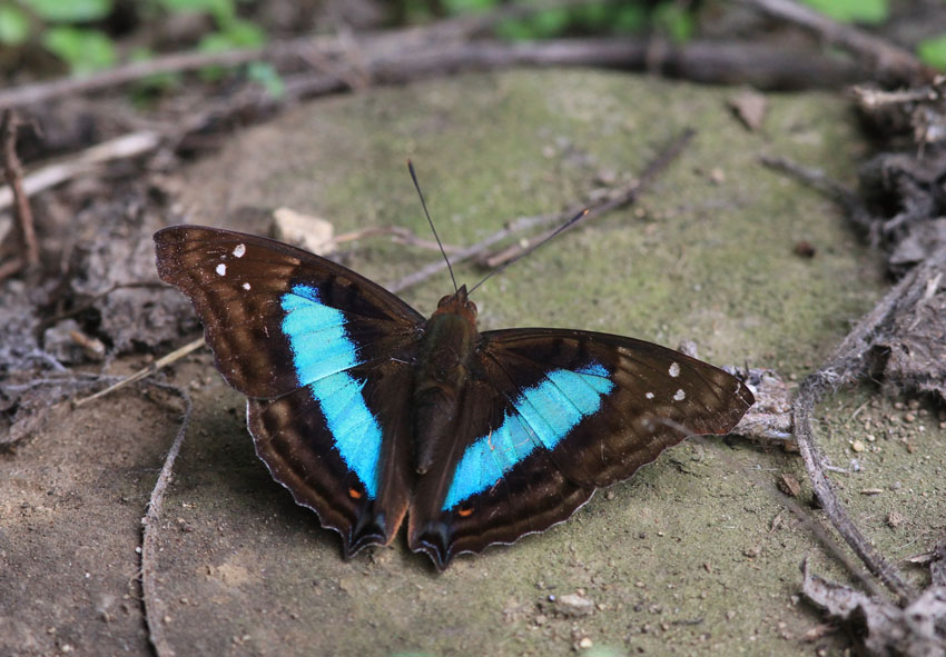 Doxocopa cherubina 