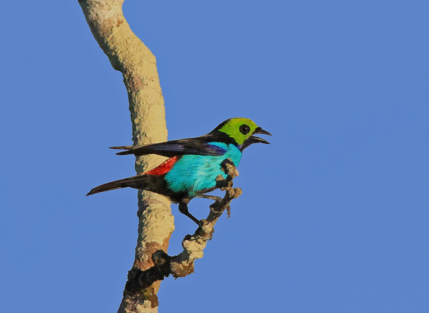 Paradise Tanager 