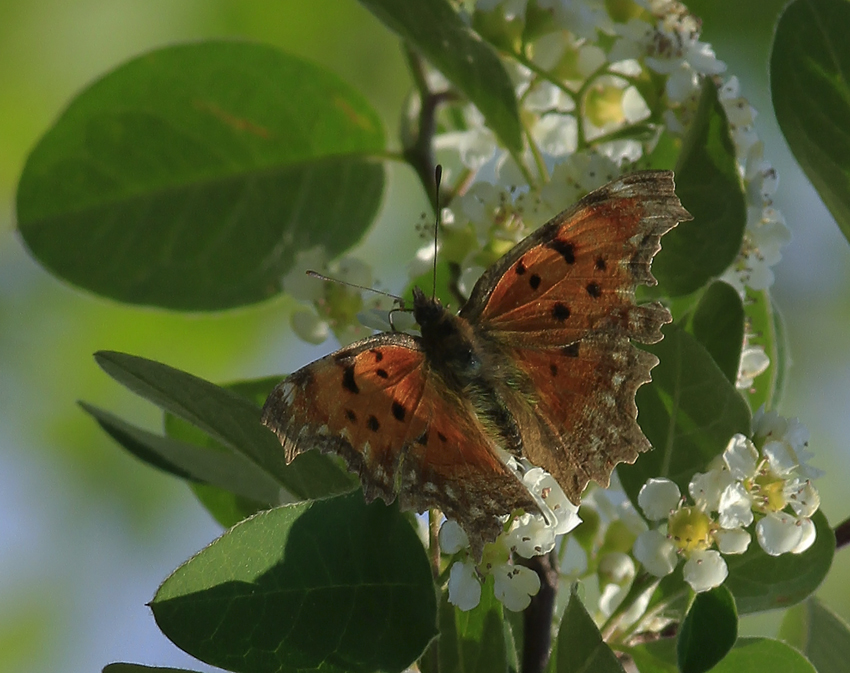 Pologonia egena 