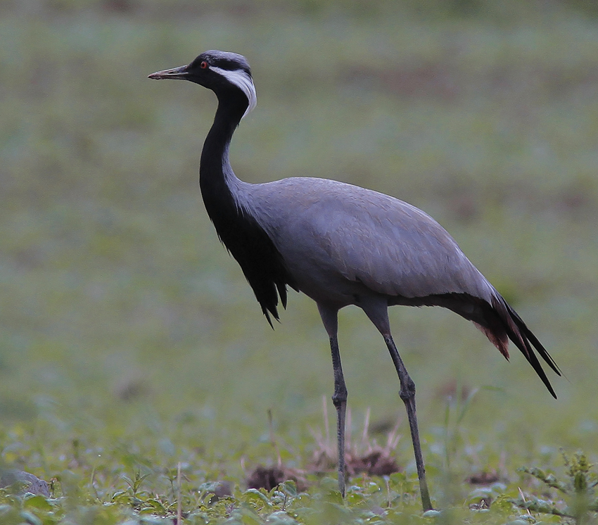 Demoiselle Crane Anthropoides virgo.