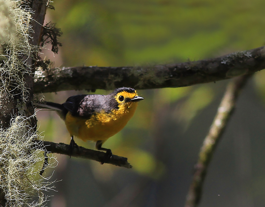 Spectacled Redstart 