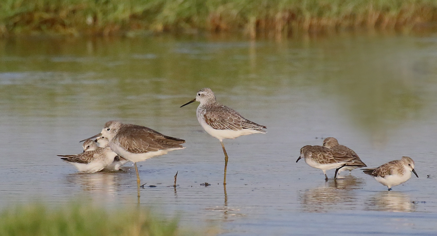 Marsh Sandpiper  Little Stint 