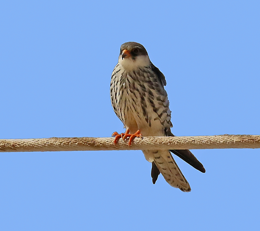 Amur Falcon