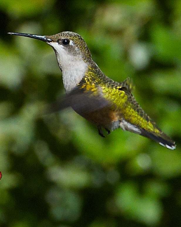 Hummingbird 6