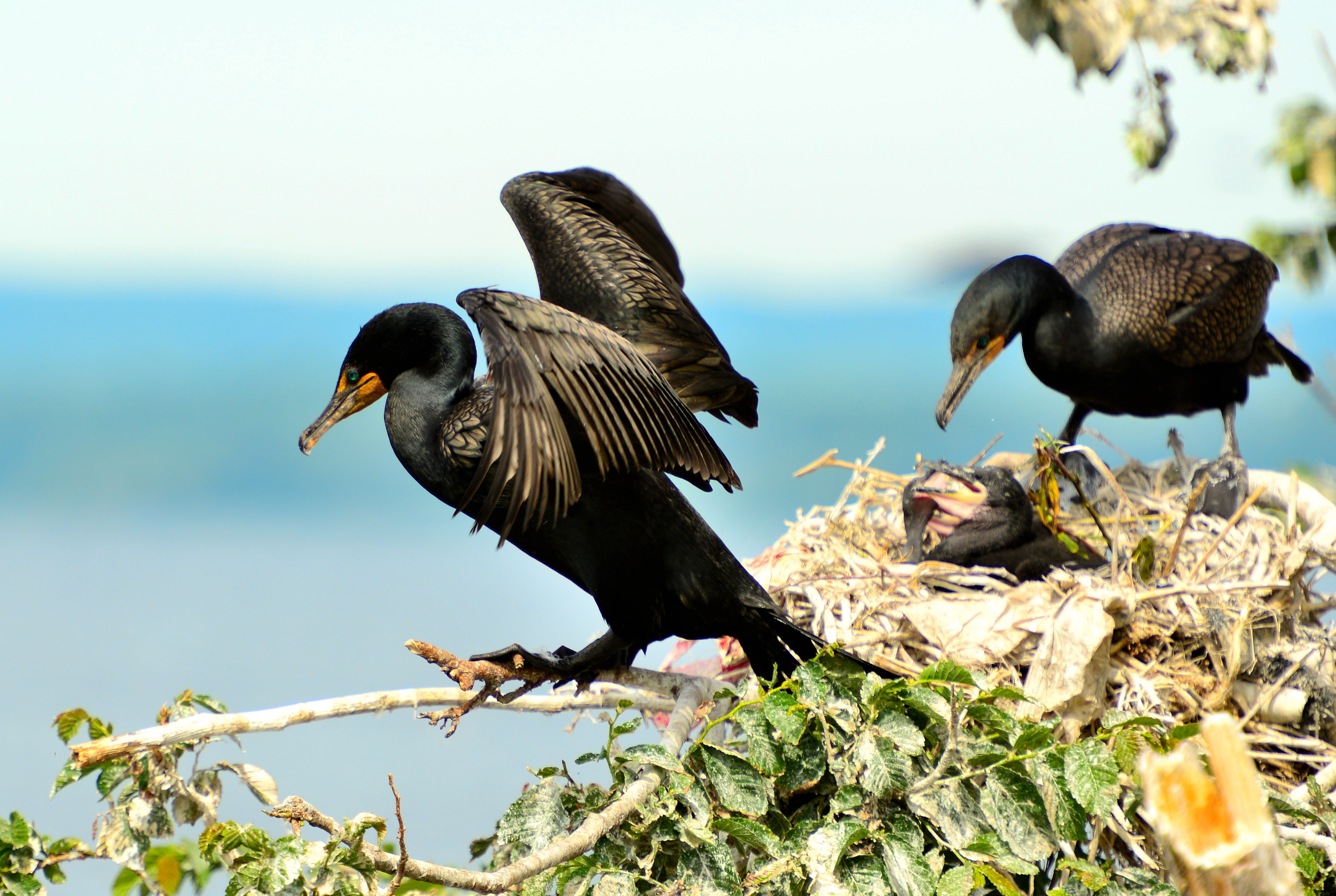 Cormorant