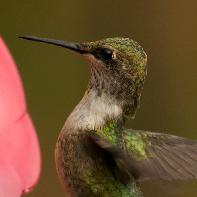 Hummingbird 