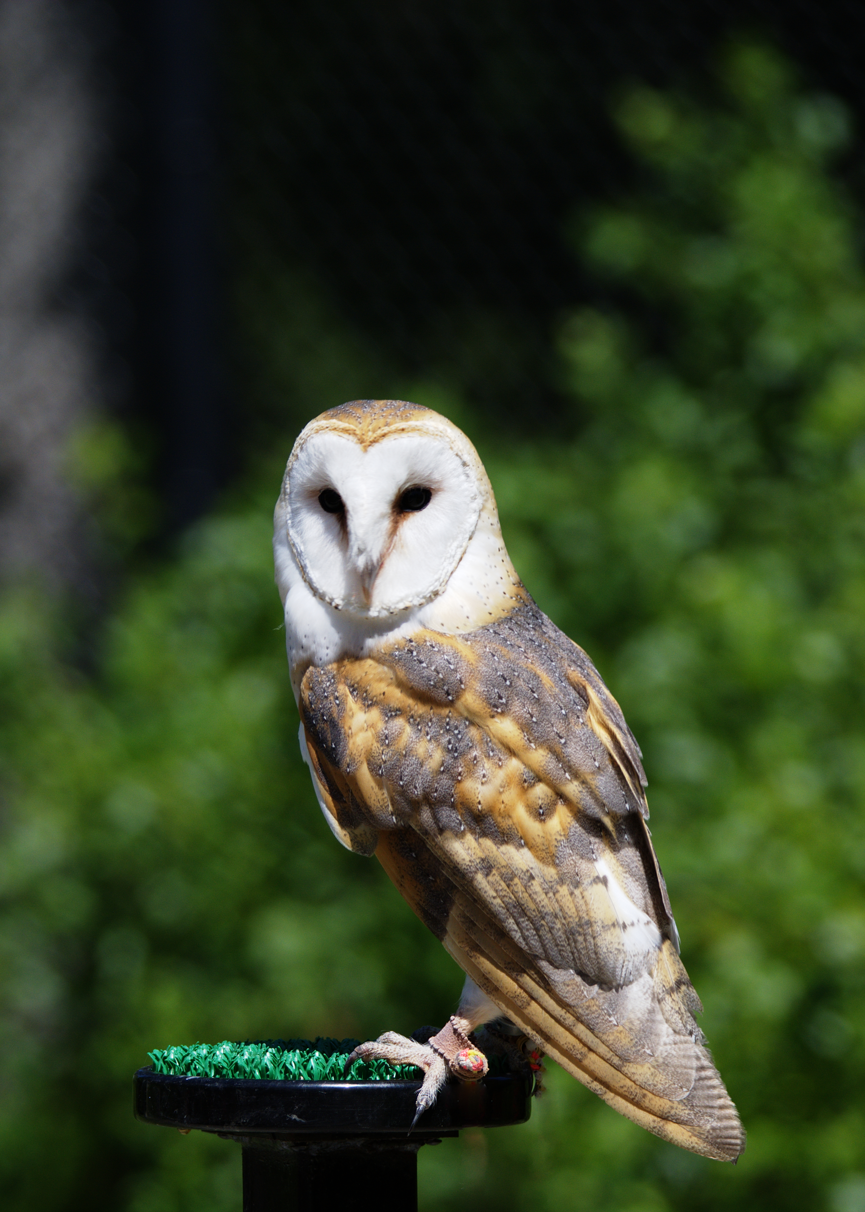 Barn Owl (Captive)
