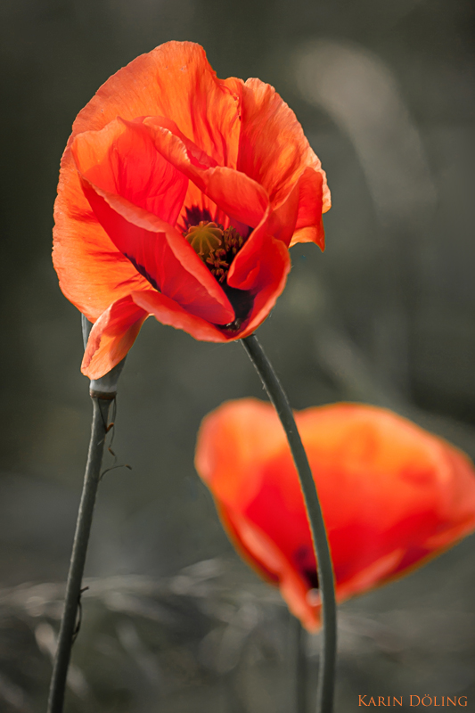 Mohn