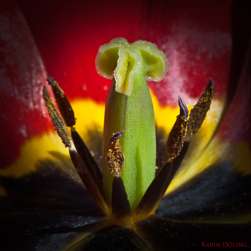 Die WM-Tulpe (reloaded in dunkel)