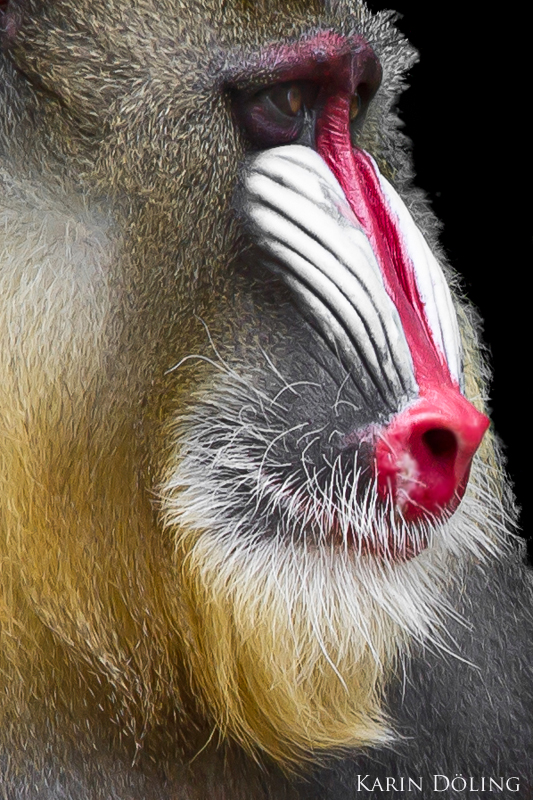 Mandrill