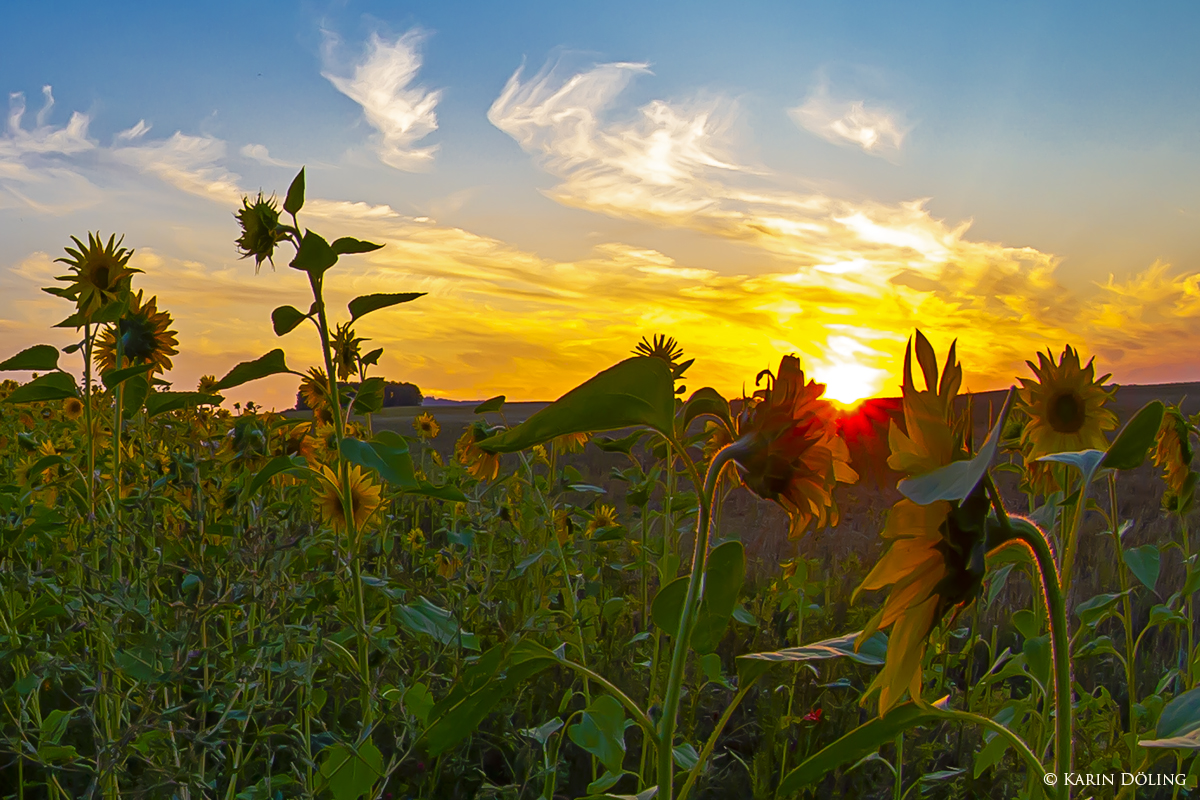 Sonnenblumen