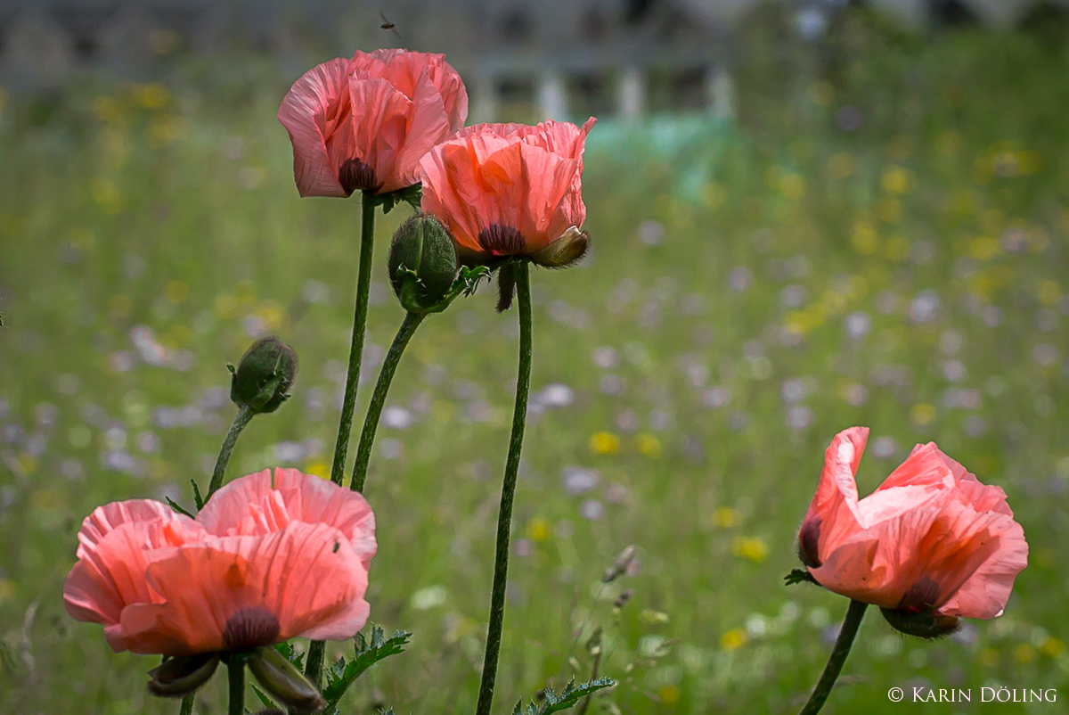 Rosa Mohn