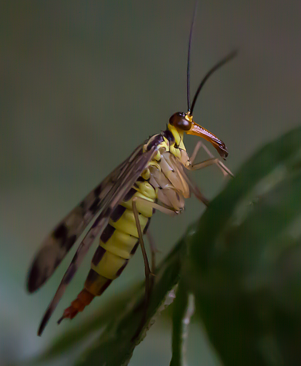 Female Scorpion Fly