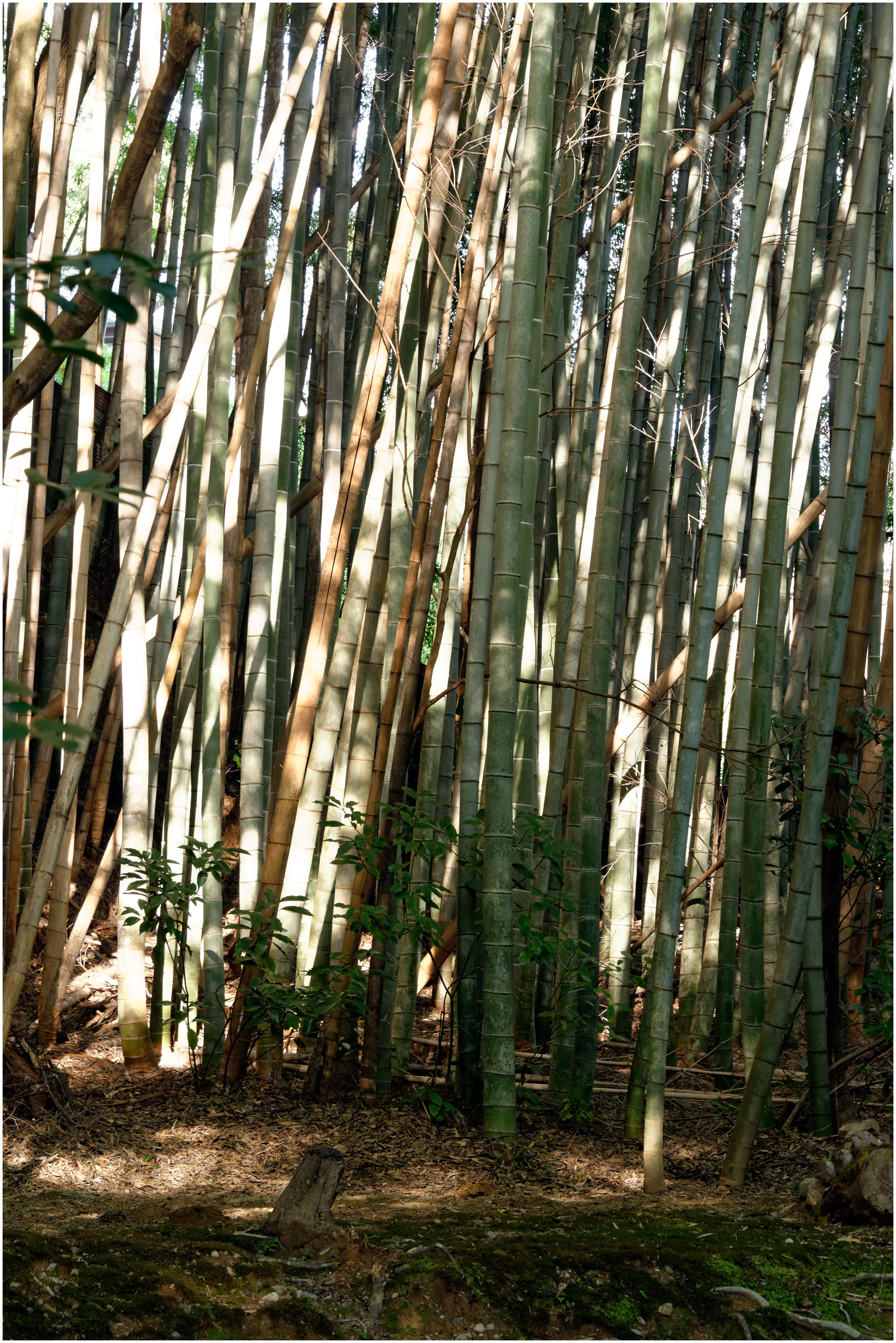 Saihoji Temple (Temple des mousses)