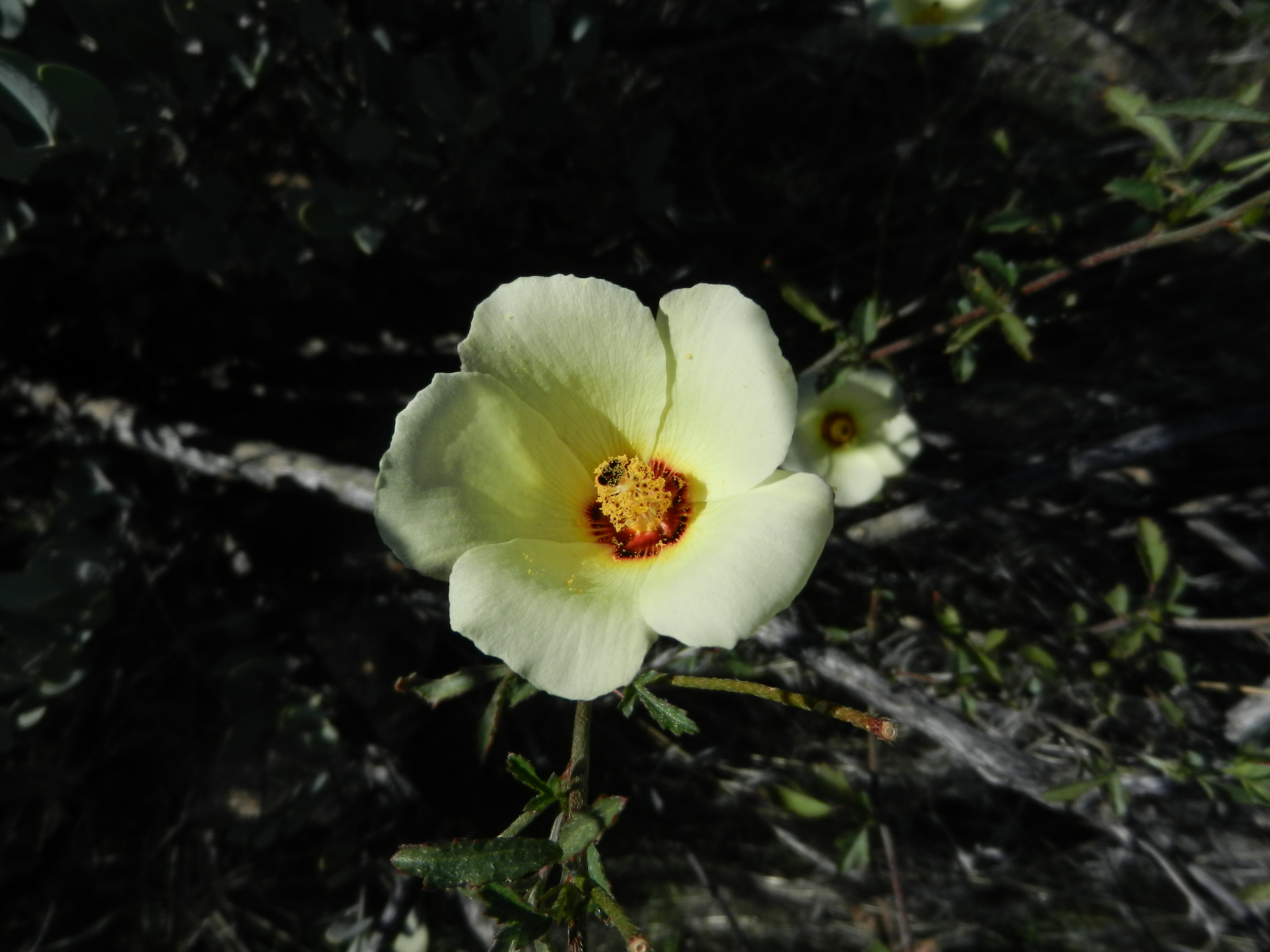 Hibiscus coulteri on the High Trail