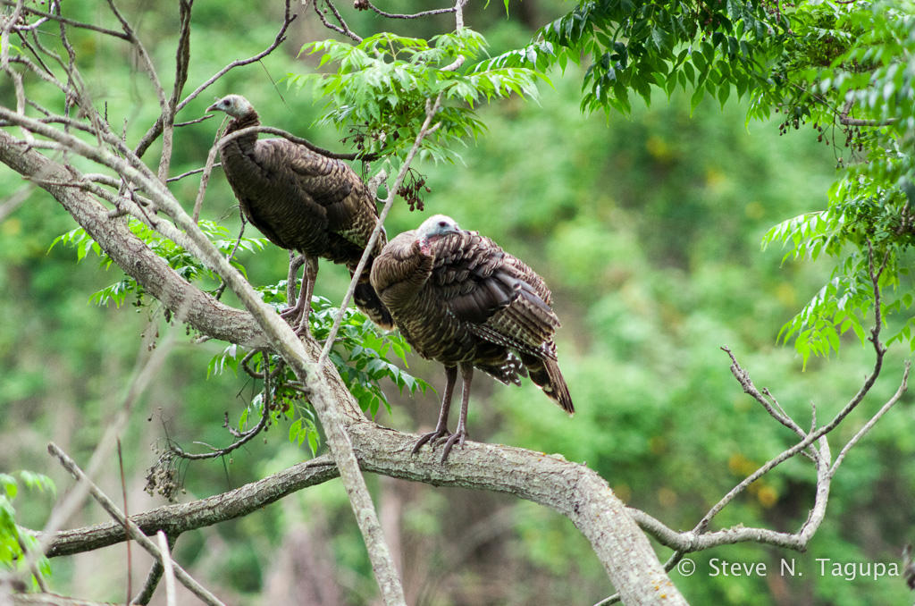 20130610-091747-K52S0672.JPG