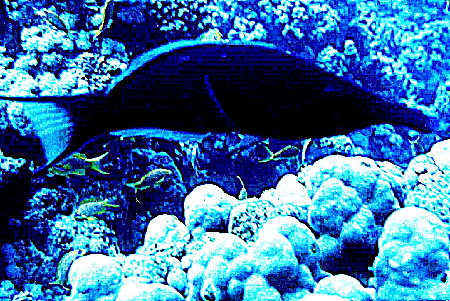 Black Bird Fish.jpg