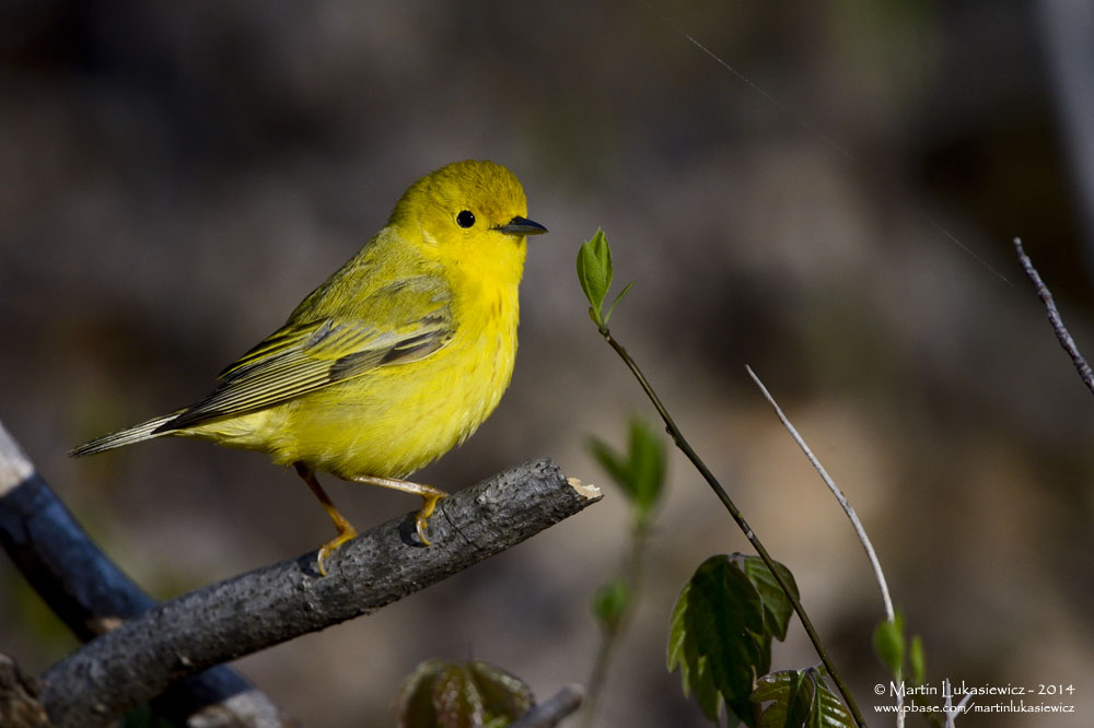 Yellow Warbler