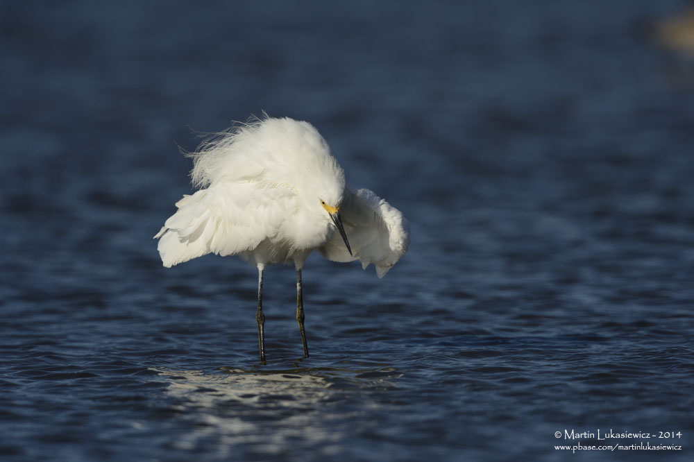 Snowy Egret