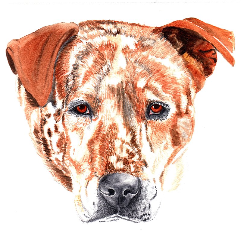 Pete - watercolor, 8 x 10