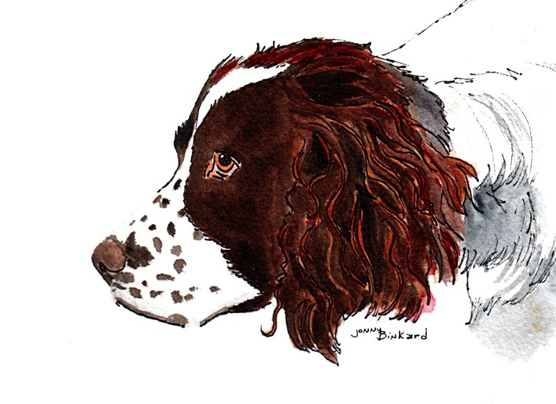 Rex - watercolor, ink, 5 x 7