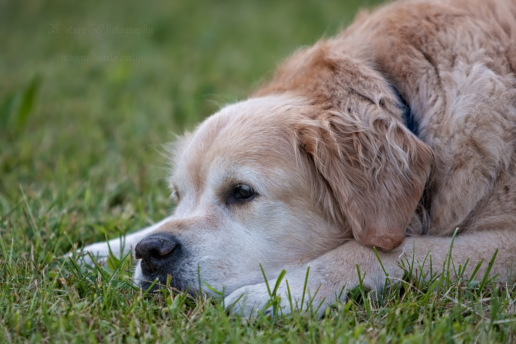 Maggie