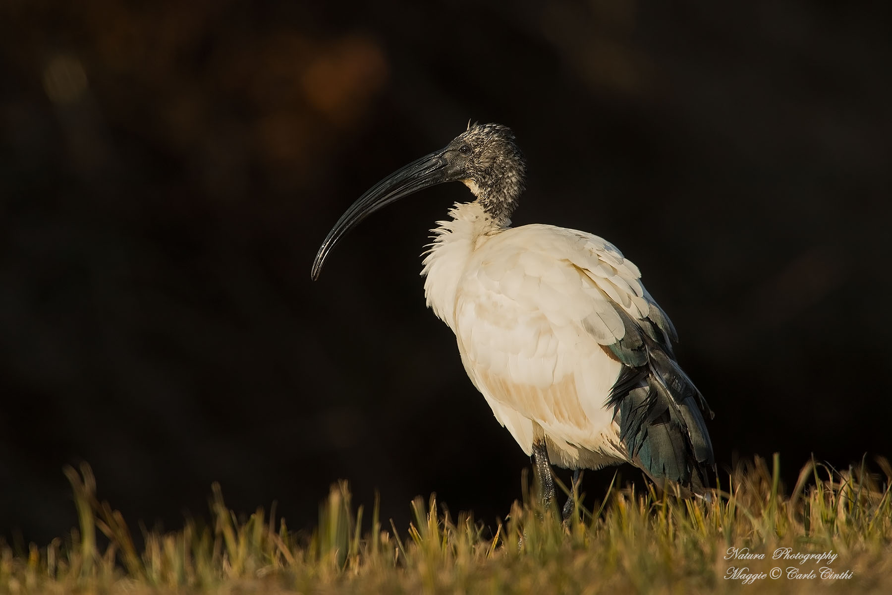 Ibis sacro