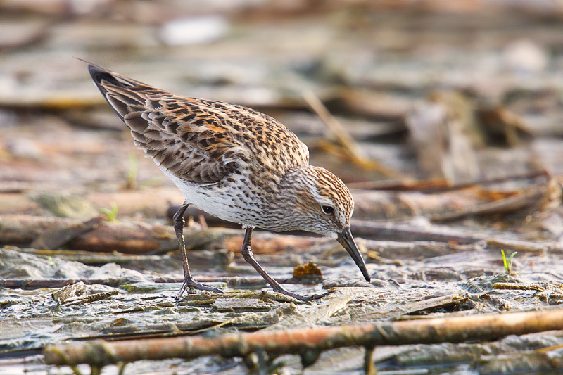 White-rumped Sandpiper