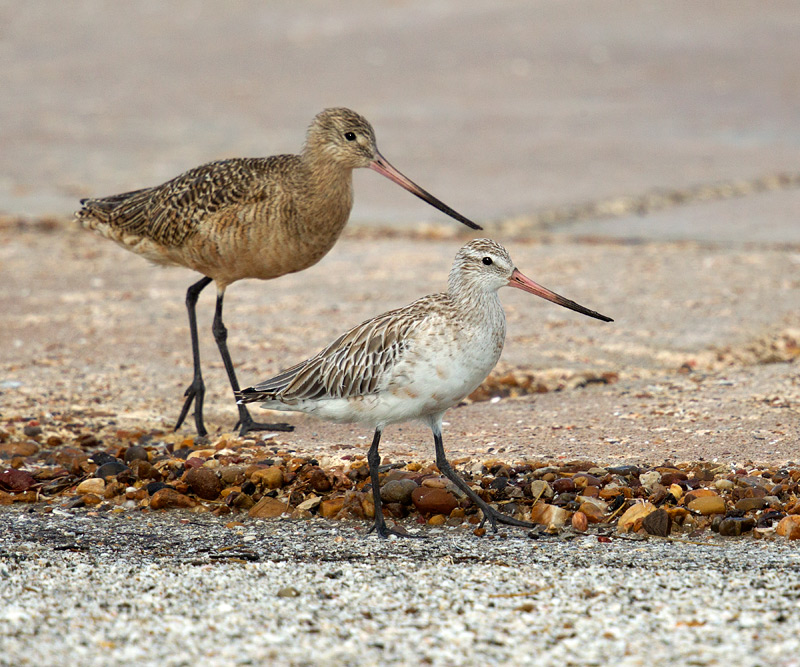 Bar-tailed Godwit (with Marbled Godwit in back)