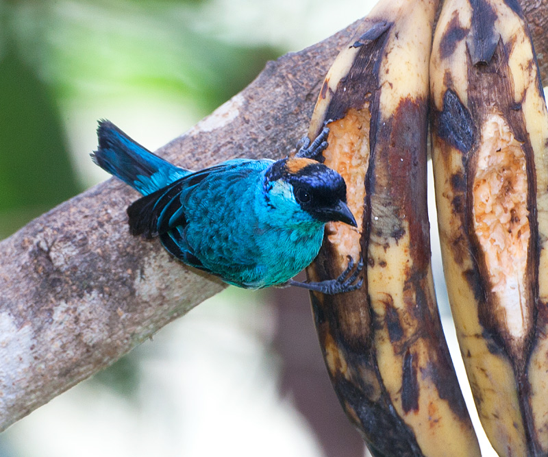 Golden-naped Tanager