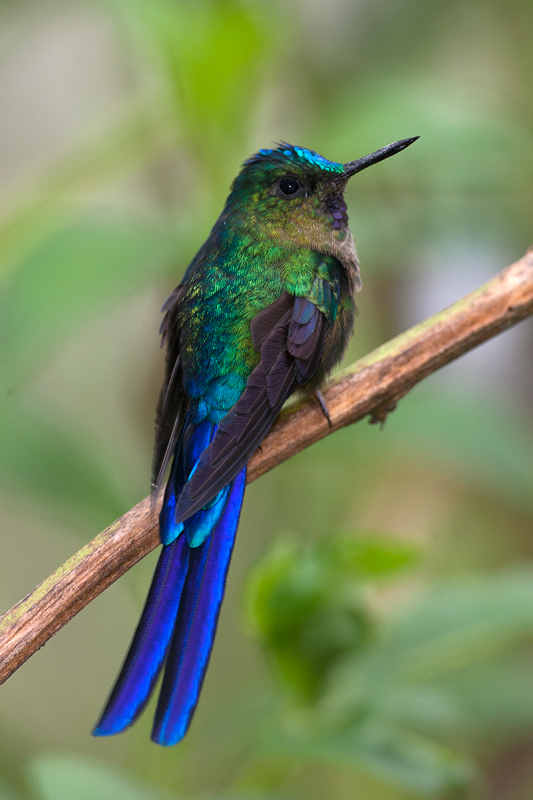 Violet-tailed Sylph