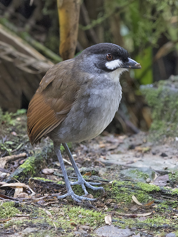 Jocotoco Antpitta
