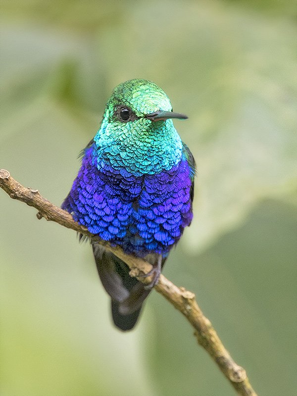 Violet-bellied Hummingbird