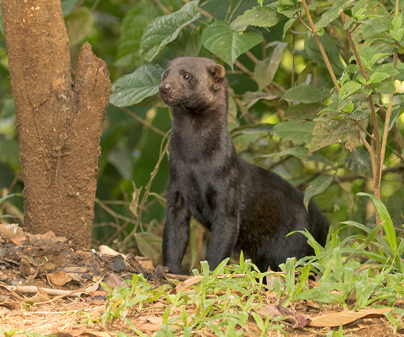 Tayra