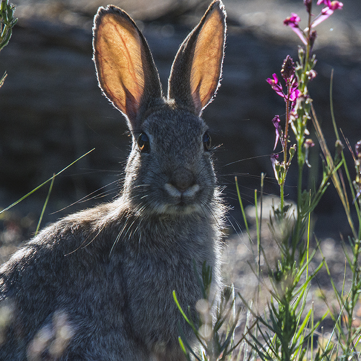 Cottontail