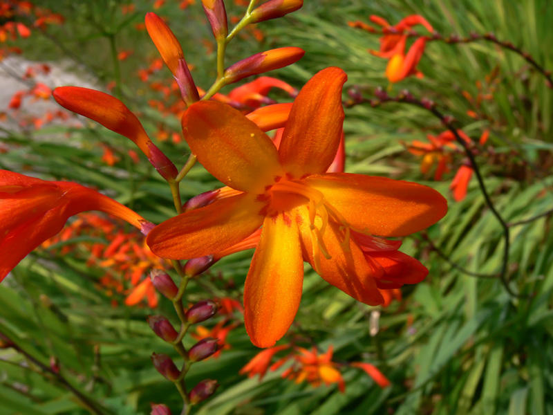 Crocosmia Lucifer