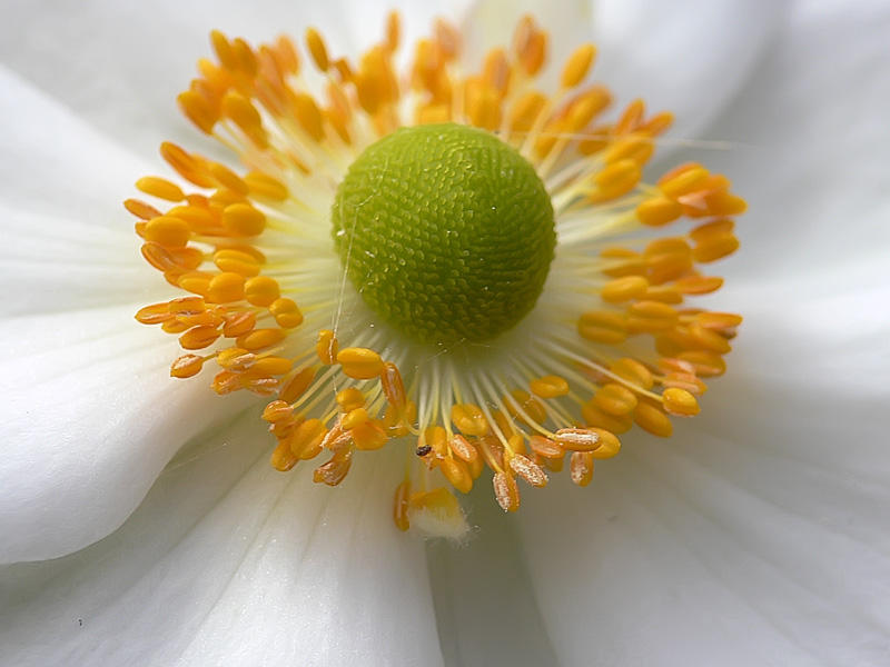 Anmona de hojas de uva (Eriocapitella vitifolia)