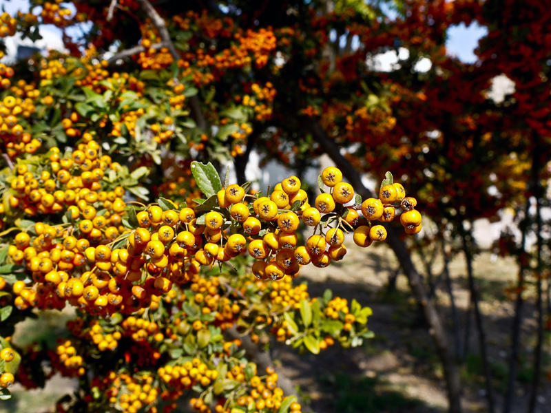 Piracanta (Pyracantha coccinea)
