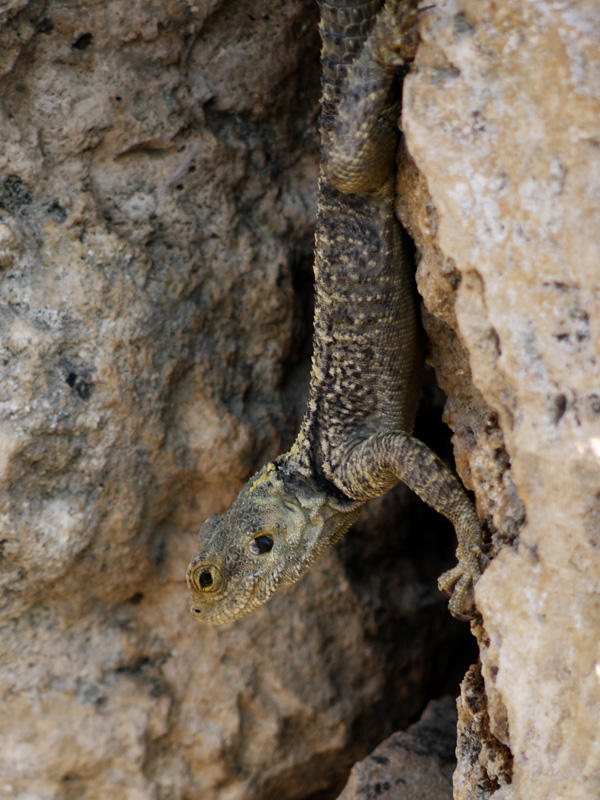 Lagarto