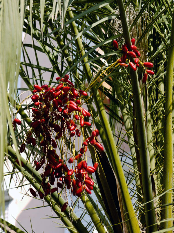 Palmera datilera (Phoenix dactylifera)