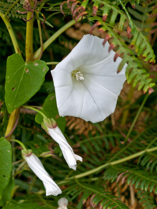 Convolvulus arvensis
