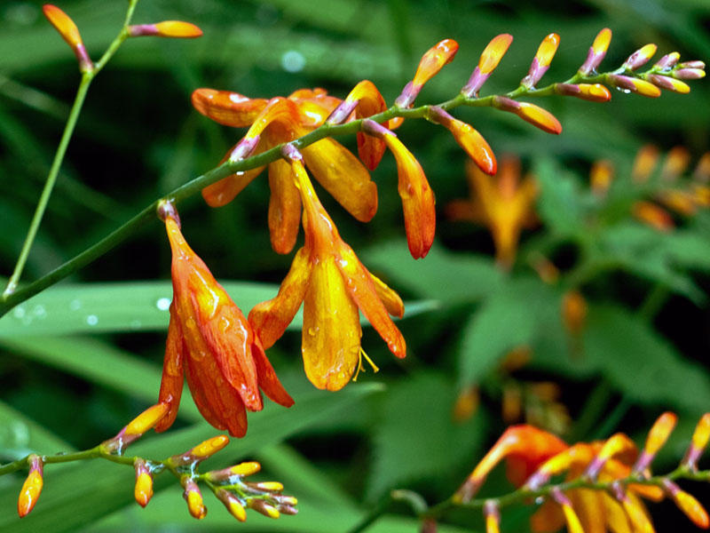 Crocosmia Lucifer