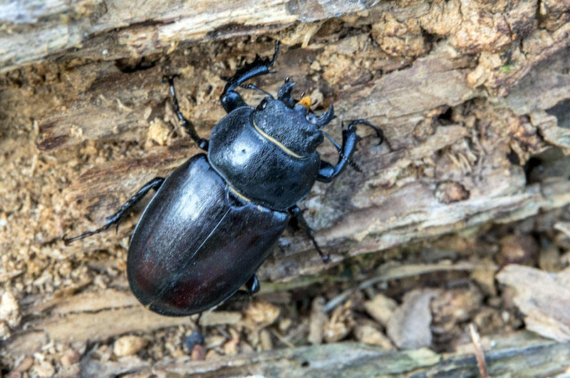 Dorcus parallelipipedus (Coleptero)