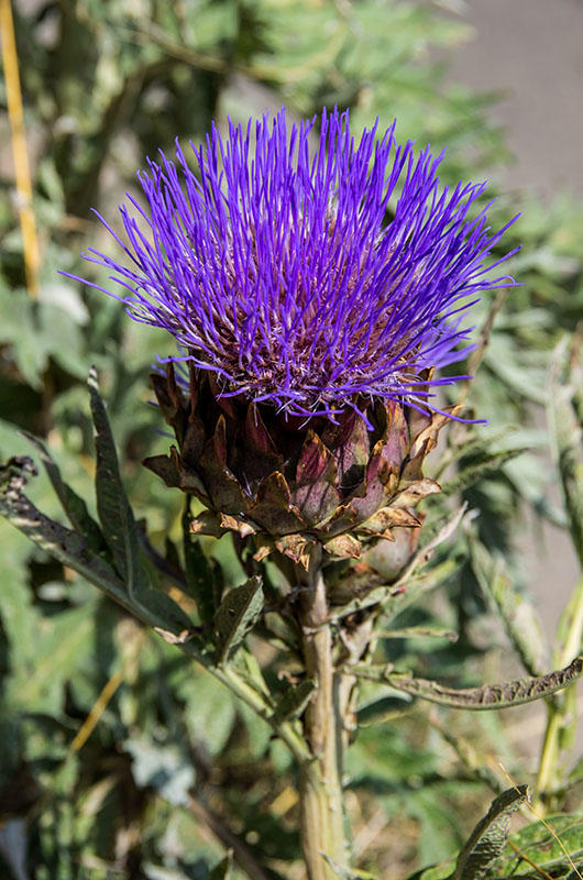 Cynara Cardunculus