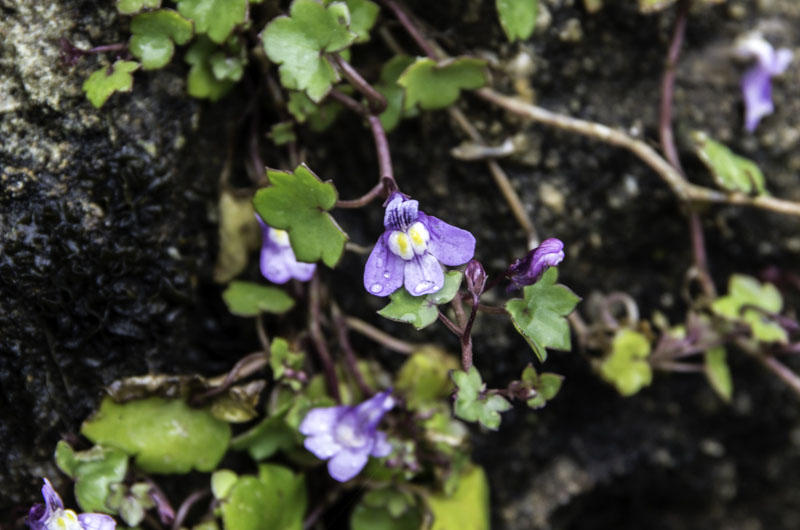 Cymbalaria muralis