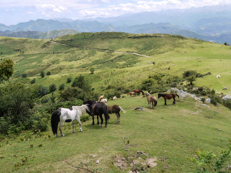 Caballos
